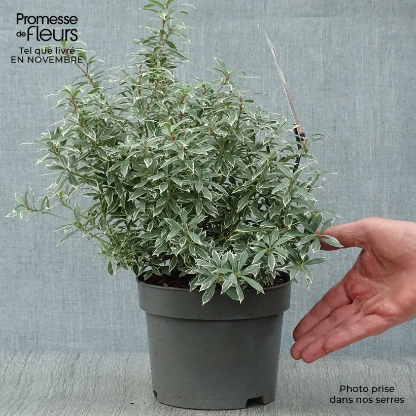 Exemplar von Andromède du Japon - Pieris japonica Little Heath en pot de 2/3L wie im Herbst geliefert