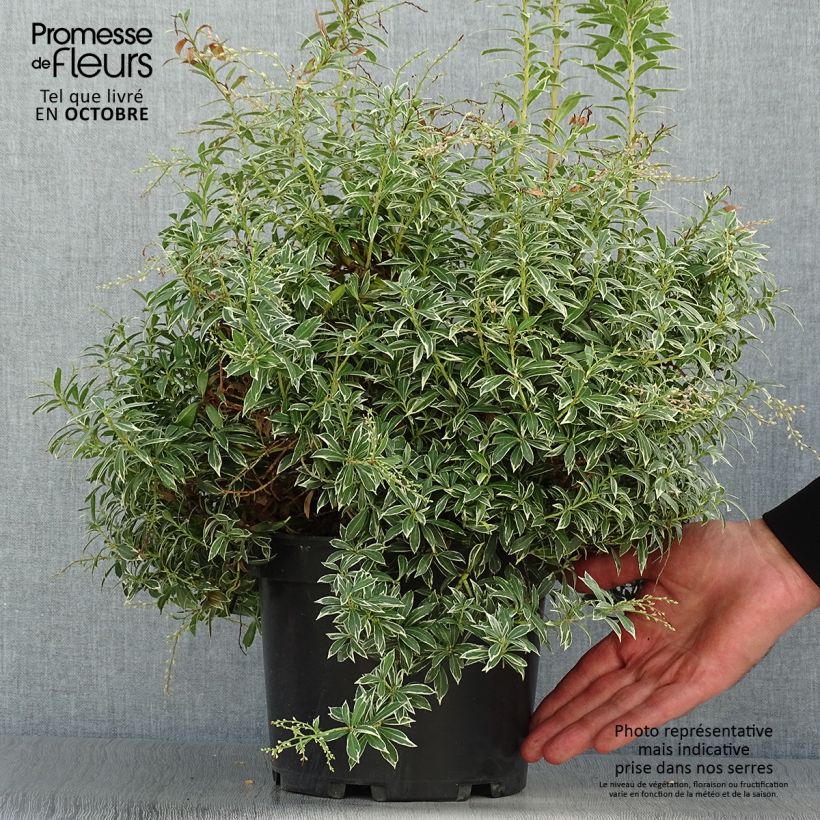 Exemplar von Andromède du Japon - Pieris japonica Little Heath en pot de 4L/5L wie im Herbst geliefert