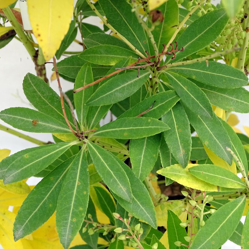 Schattenglöckchen Purity - Pieris japonica (Laub)