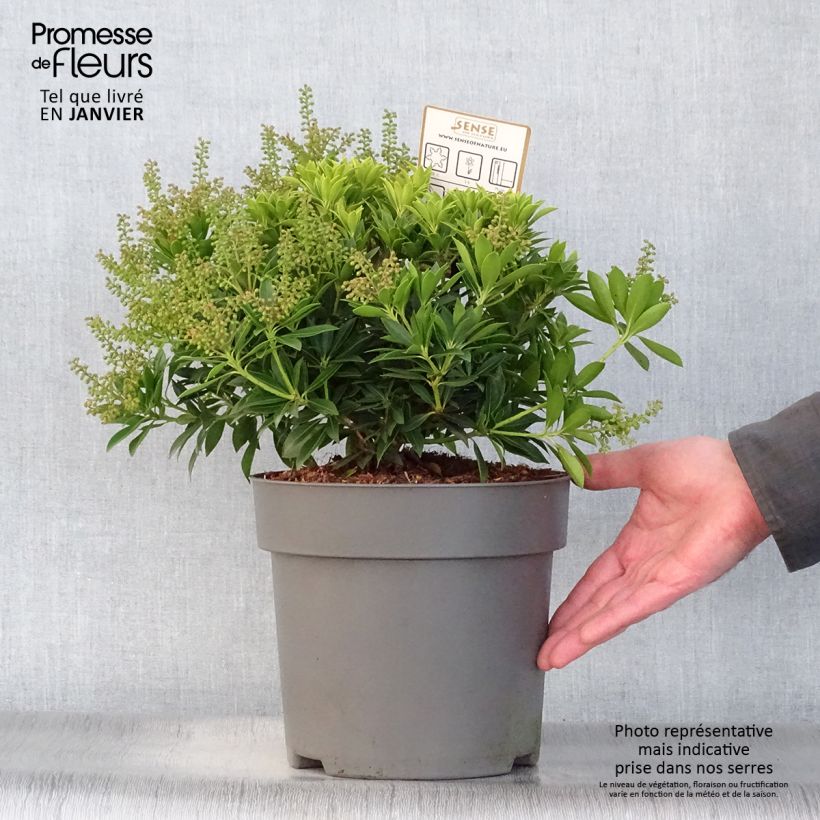 Exemplar von Andromède du Japon - Pieris japonica Purity Pot de 3L/4L wie im Winter geliefert