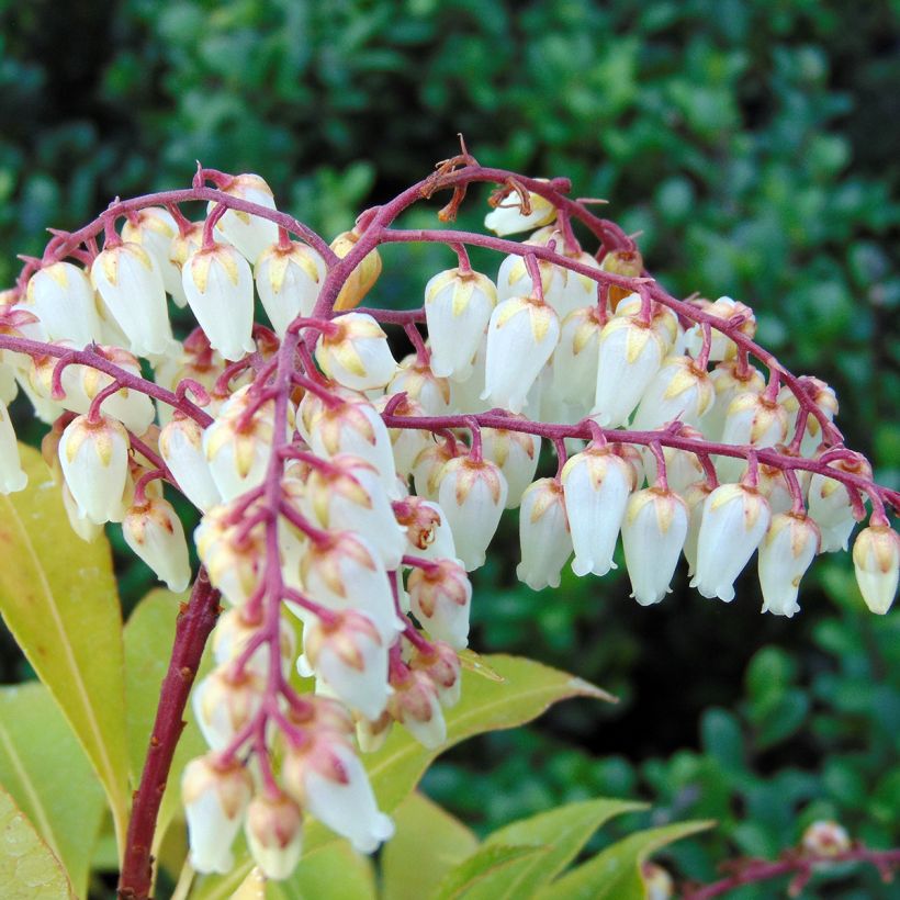 Schattenglöckchen Mountain Fire - Pieris japonica (Blüte)