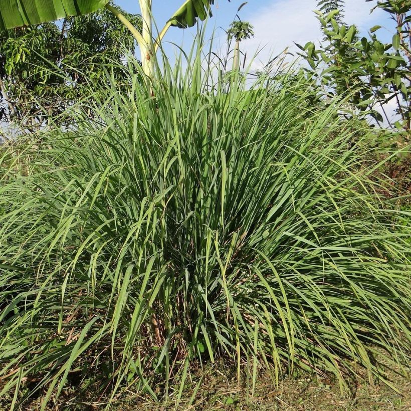 Lemongras (Ölgewinnung (Pflanzen) - Cymbopogon citratus (Hafen)