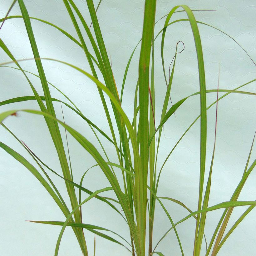 Andropogon gerardii Prairie Sommer - Bartgras, Gambagras (Laub)