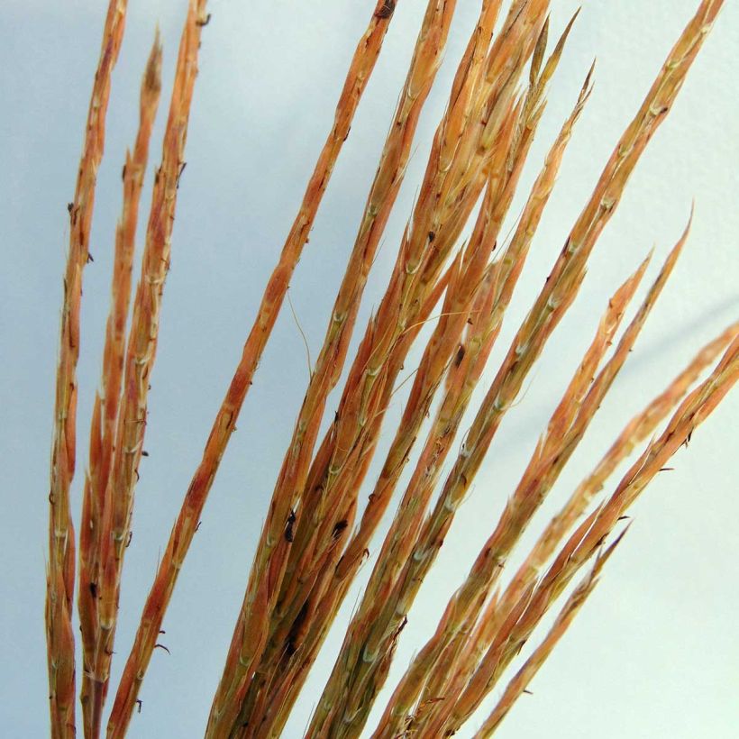 Andropogon gerardii Prairie Sommer - Bartgras, Gambagras (Blüte)