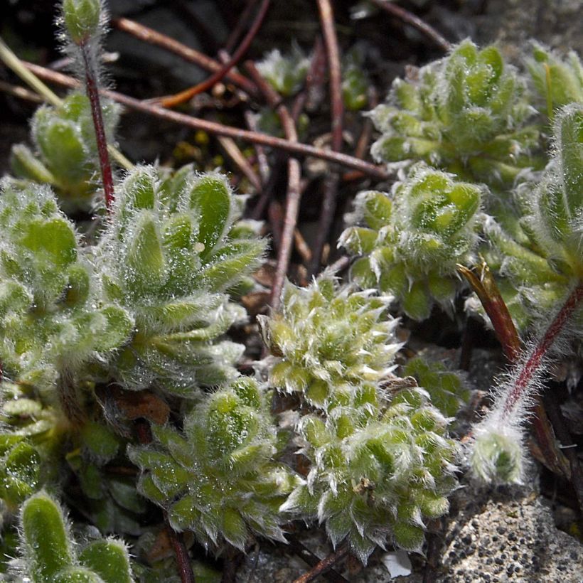 Androsace sarmentosa - Himalaya-Mannsschild (Hafen)