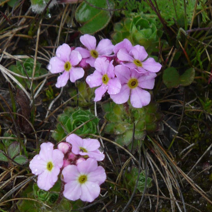 Androsace sempervivoides - Tibet-Zwergmannsschild (Blüte)