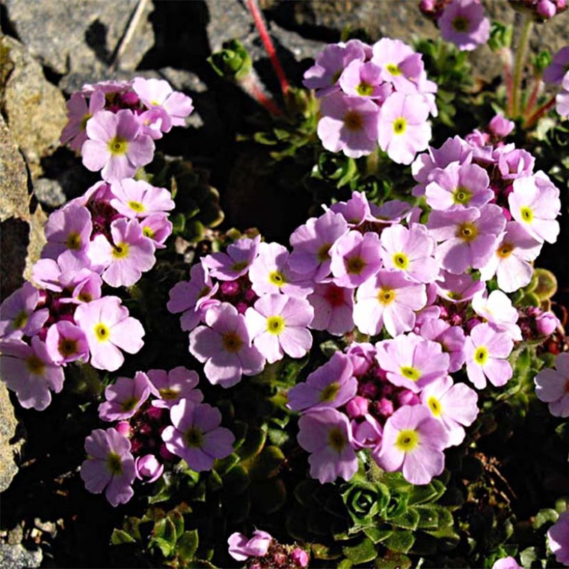 Androsace sempervivoides - Tibet-Zwergmannsschild (Hafen)