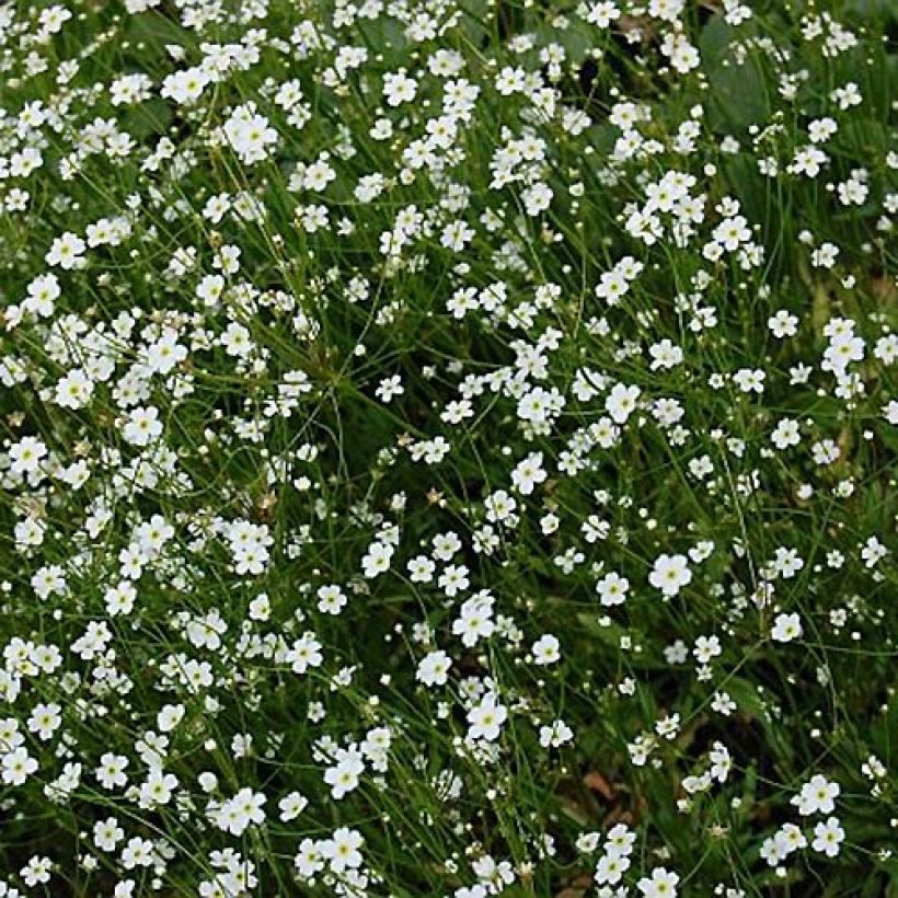 Androsace septentrionalis Star Dust - Nordischer Mannsschild (Blüte)