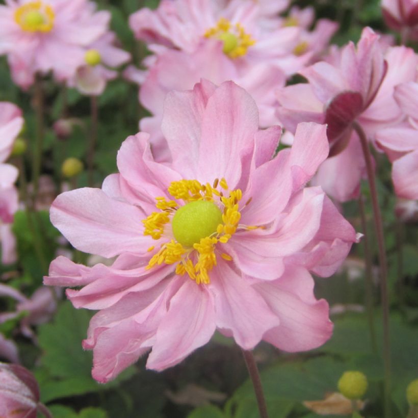 Anemone hupehensis var.japonica Fantasy Pocahontas - Chinesische Herbst-Anemone (Blüte)