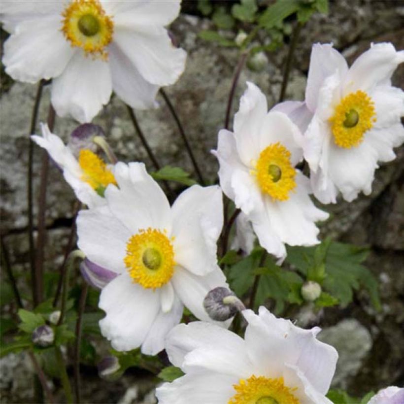 Anemone Ruffled Swan - Herbst-Anemone (Blüte)