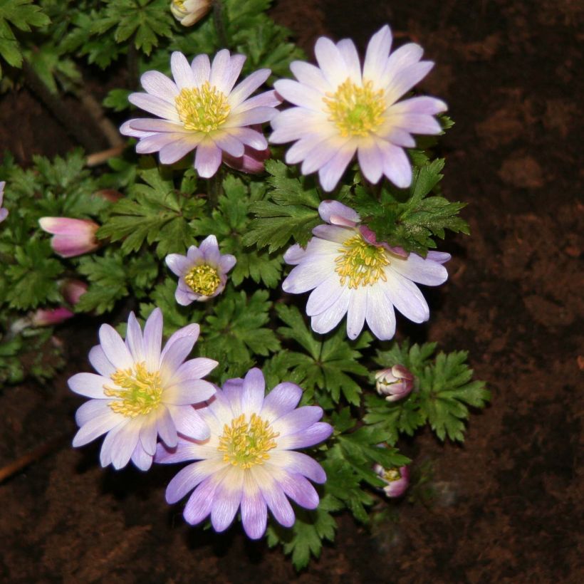 Anemone blanda Blue Splendour - Balkan-Windröschen (Blüte)