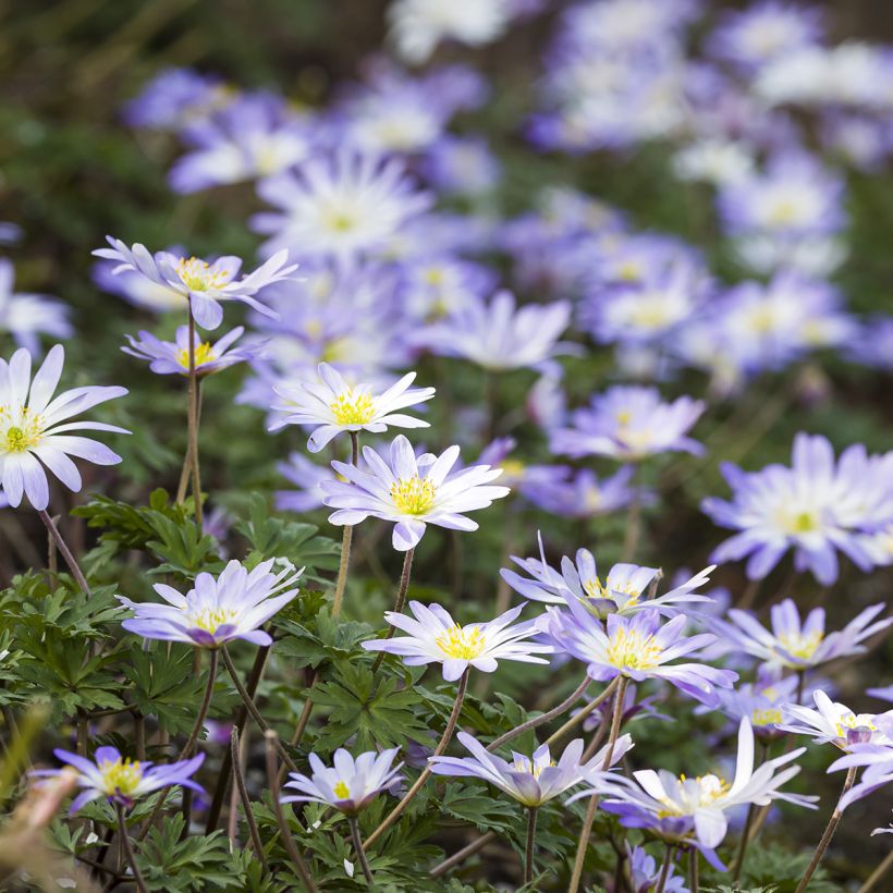 Anemone blanda Blue Splendour - Balkan-Windröschen (Hafen)