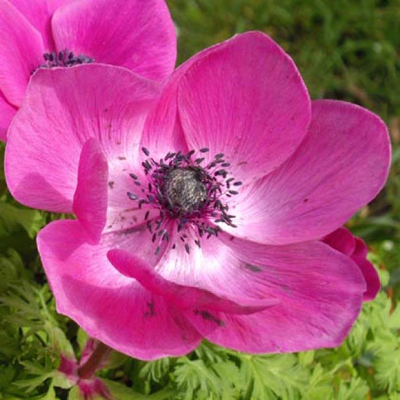 Anemone coronaria Sylphide - Kronen-Anemone (Blüte)