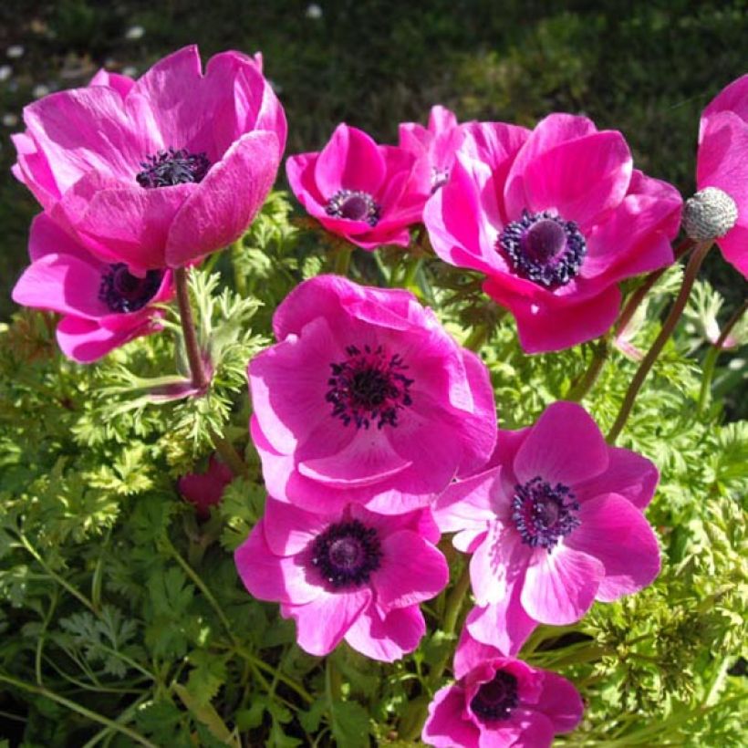 Anemone coronaria Sylphide - Kronen-Anemone (Hafen)