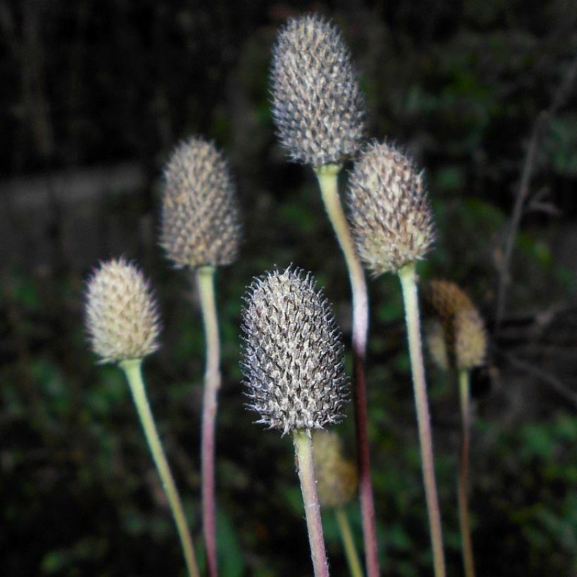 Anemone cylindrica - Prärie-Anemone (Ernte)