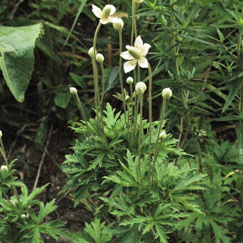 Anemone cylindrica - Prärie-Anemone (Hafen)