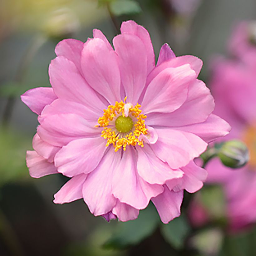 Anemone hupehensis Crispa - Chinesische Herbst-Anemone (Blüte)