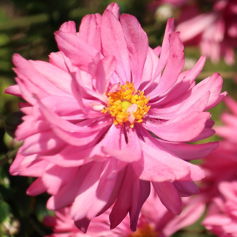 Anemone Fall in Love Sweetly - Japan-Herbst-Anemone (Blüte)