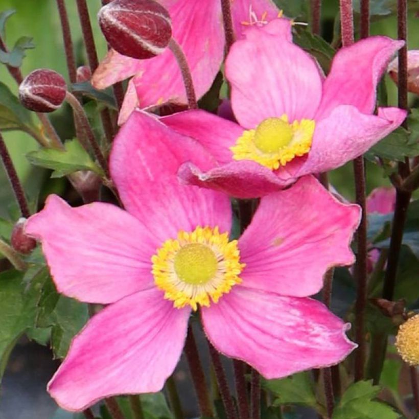 Anemone Satin Doll Rosé - Japan-Herbst-Anemone (Blüte)