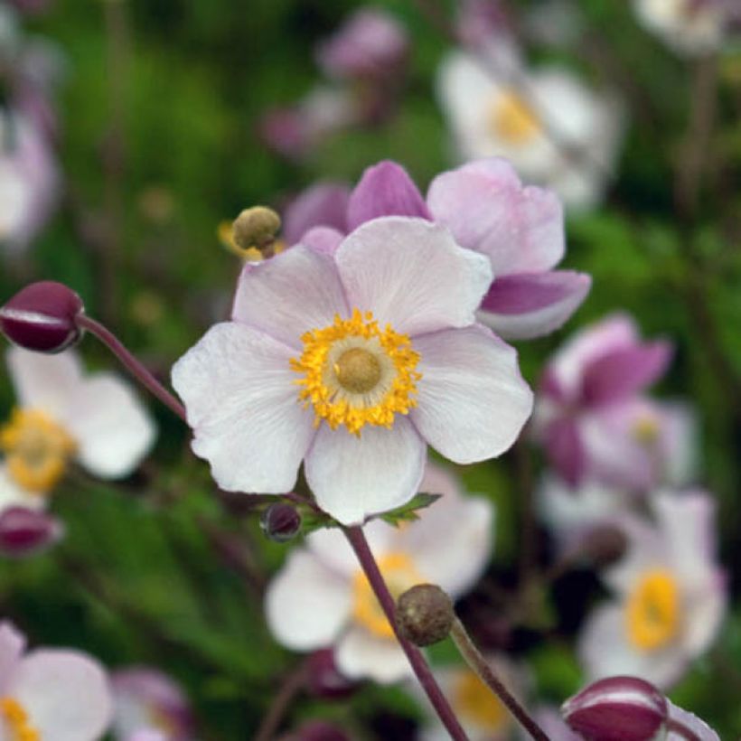 Anemone Hadspen Abundance - Japan-Herbst-Anemone (Blüte)