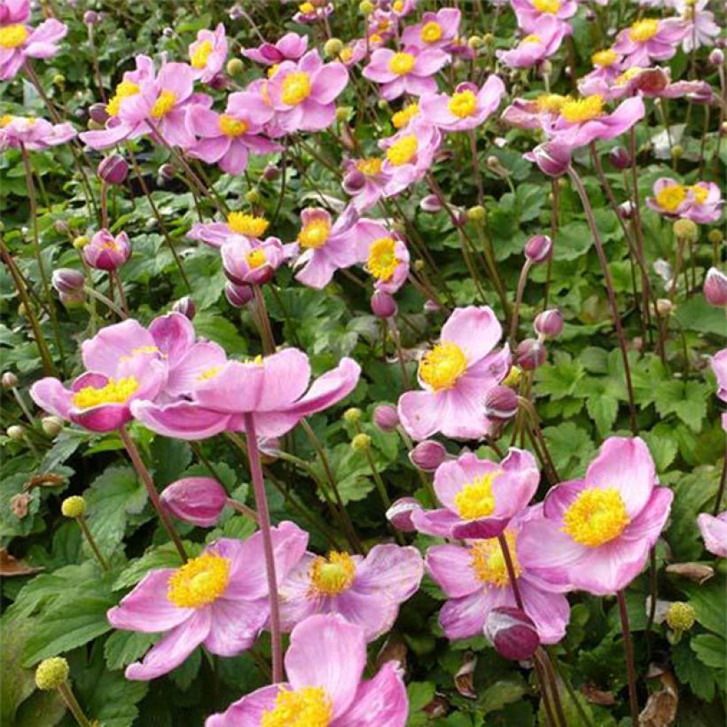 Anemone Fantasy Cinderella - Japan-Herbst-Anemone (Blüte)