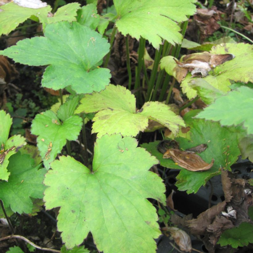 Anemone hupehensis var. japonica Little Princess - Chinesische Herbst-Anemone (Laub)