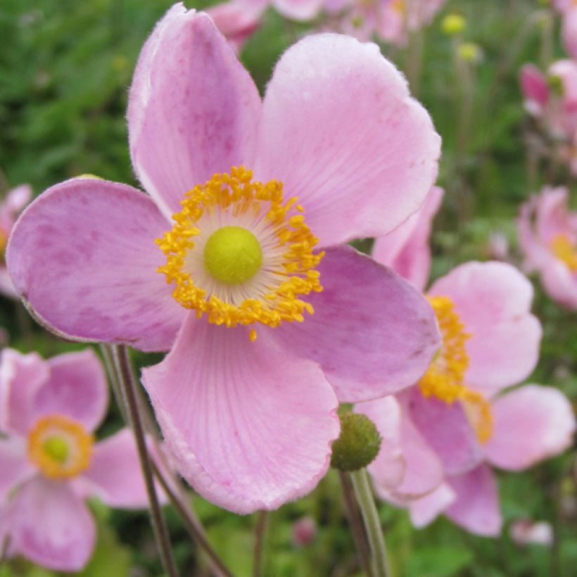 Anemone hupehensis var. japonica Little Princess - Chinesische Herbst-Anemone (Blüte)