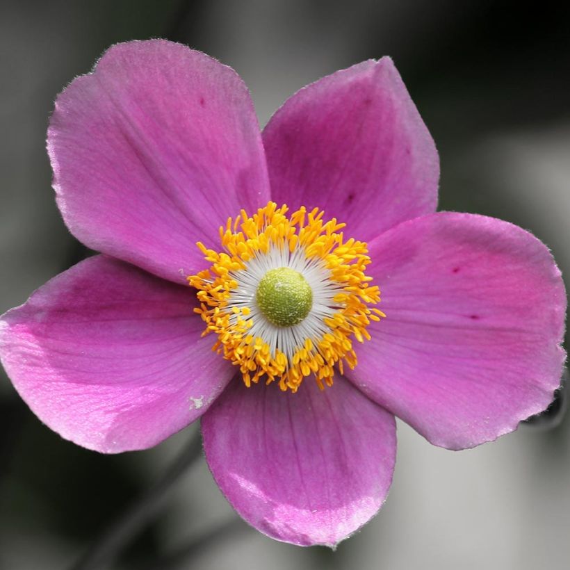 Anemone hupehensis Praecox - Chinesische Herbst-Anemone (Blüte)