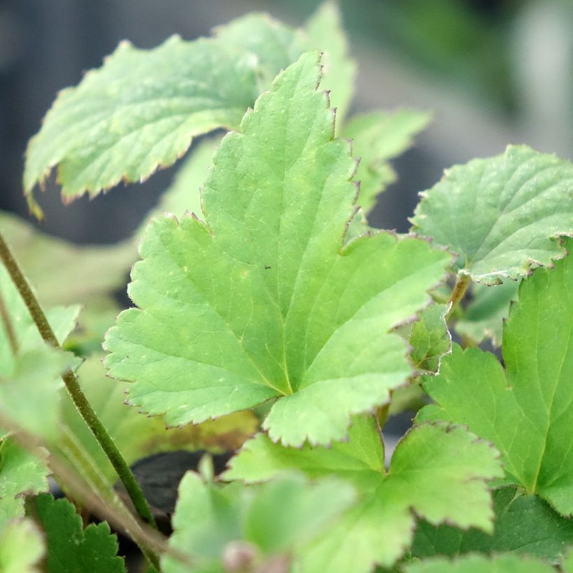 Anemone hupehensis Praecox - Chinesische Herbst-Anemone (Laub)