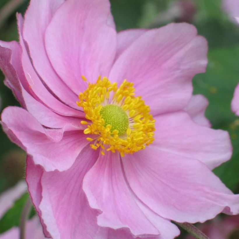 Anemone hybrida Rubra Plena - Herbst-Anemone (Blüte)