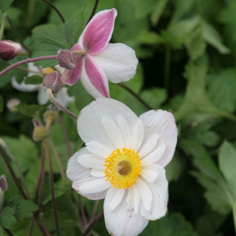 Anemone Dainty Swan - Herbst-Anemone (Blüte)