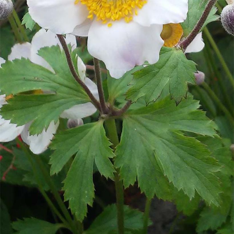 Anemone Elfin Swan - Herbst-Anemone (Laub)