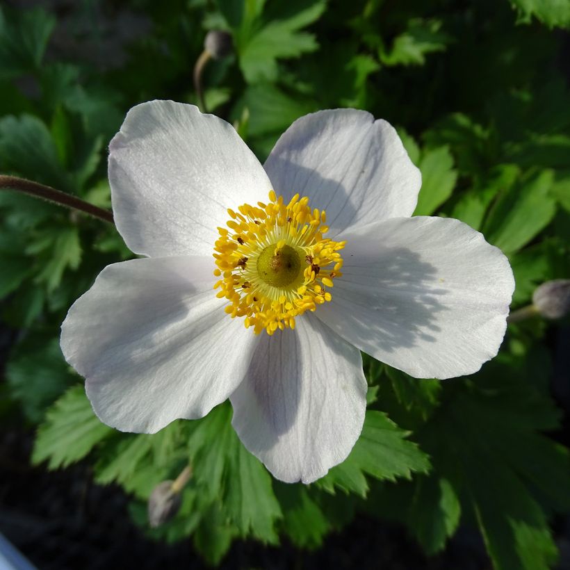 Anemone Elfin Swan - Herbst-Anemone (Blüte)