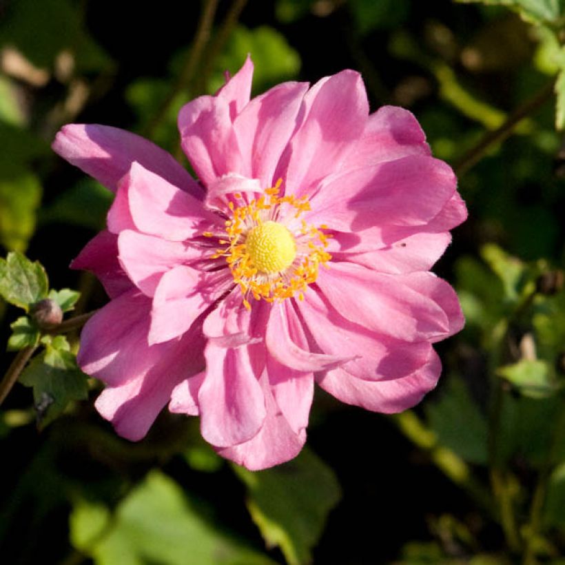 Anemone Margarete - Japan-Herbst-Anemone (Blüte)