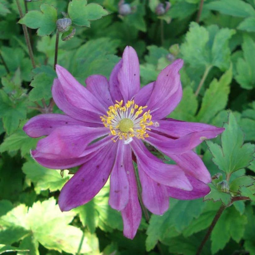 Anemone Bressingham Glow - Japan-Herbst-Anemone (Blüte)