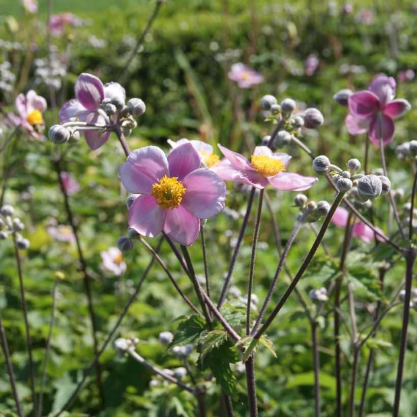 Anemone tomentosa Robustissima - Chinesische Herbst-Anemone (Hafen)