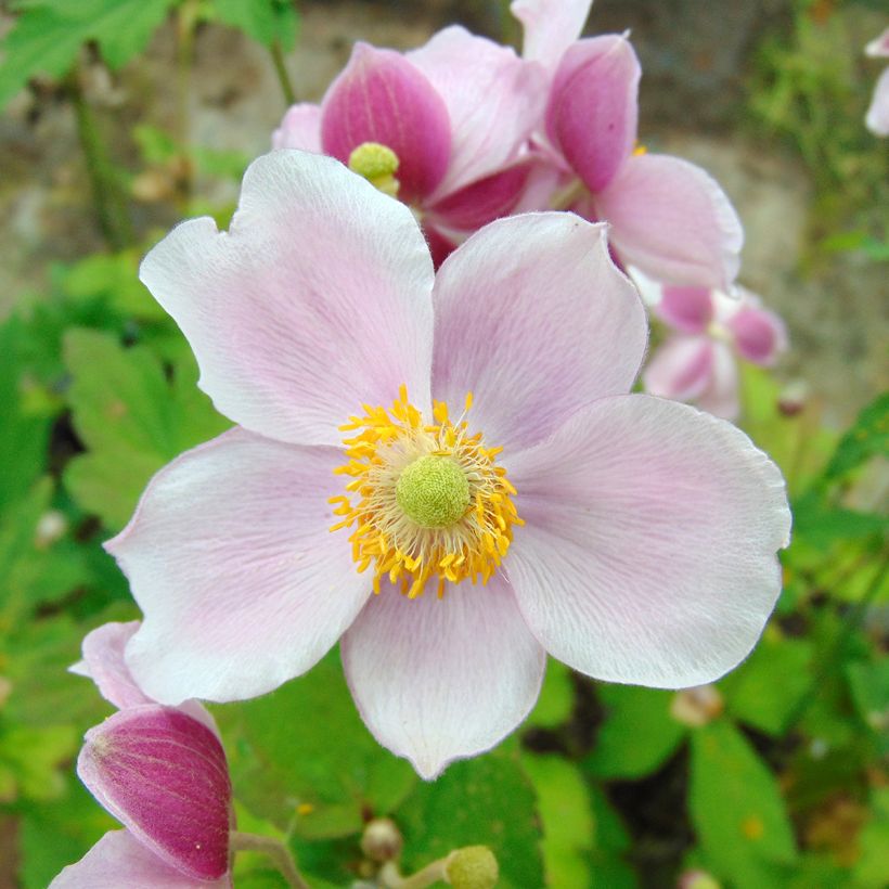 Anemone hupehensis September Charm - Chinesische Herbst-Anemone (Blüte)