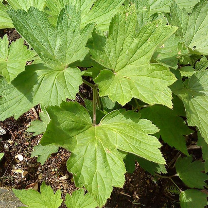 Anemone hupehensis Splendens - Chinesische Herbst-Anemone (Laub)