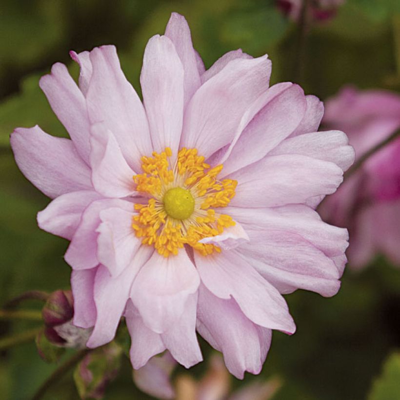 Anemone Mont Rose - Japan-Herbst-Anemone (Blüte)