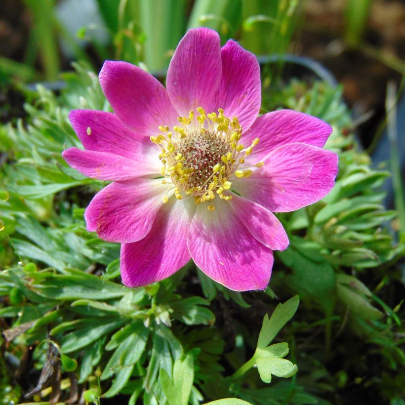 Anemone multifida Rubra - Frühsommer-Windröschen (Blüte)