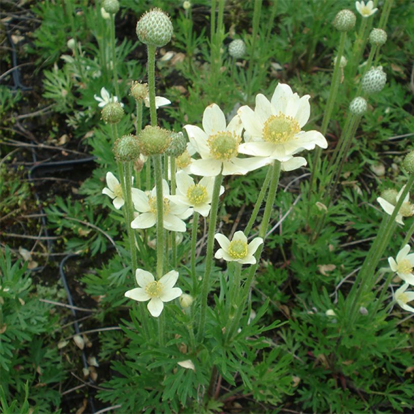 Anemone multifida Major - Frühsommer-Windröschen (Blüte)