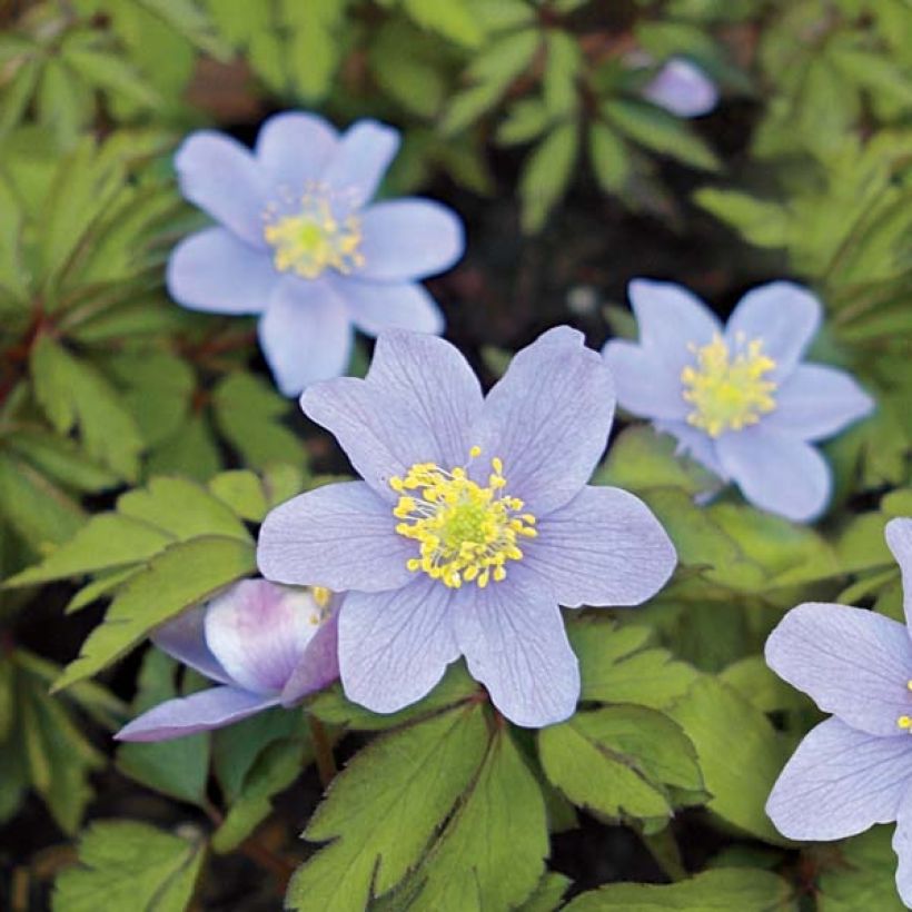 Anemone nemorosa Robinsoniana - Busch-Windröschen (Blüte)