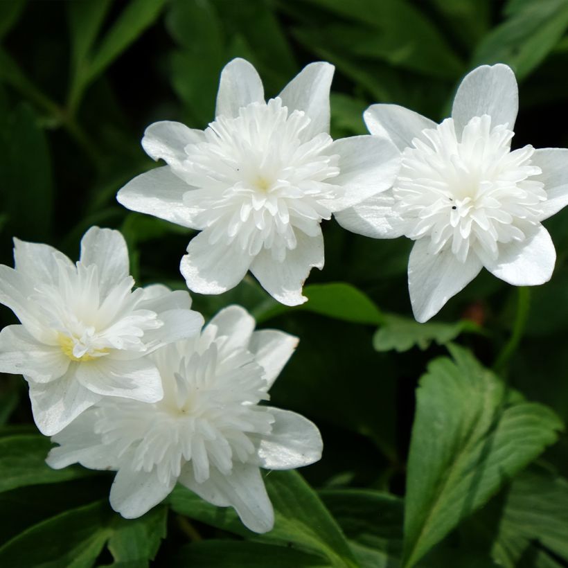 Anemone nemorosa Vestal - Busch-Windröschen (Blüte)