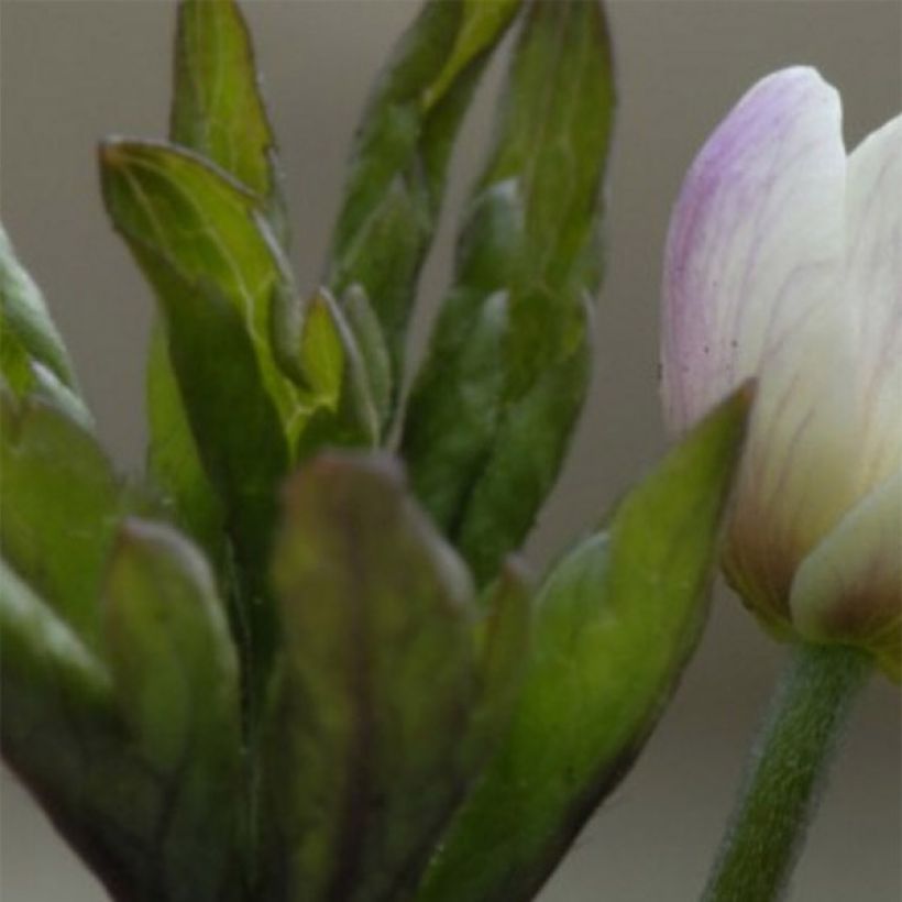 Anemone nemorosa Lucia - Busch-Windröschen (Laub)