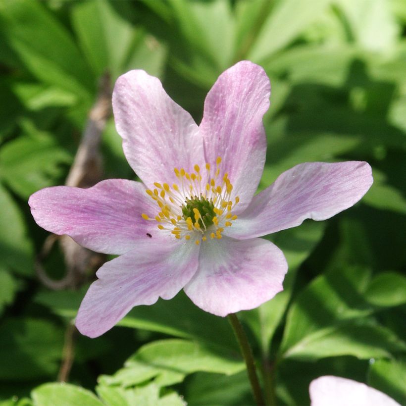 Anemone nemorosa Marie-Rose - Busch-Windröschen (Blüte)