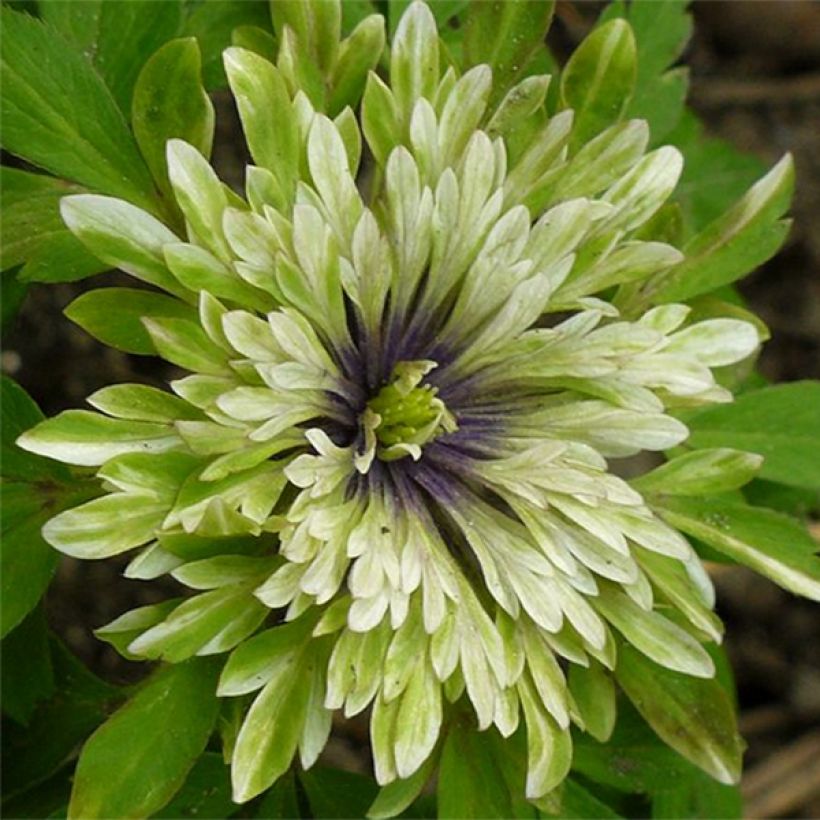 Anemone nemorosa Virescens - Busch-Windröschen (Blüte)