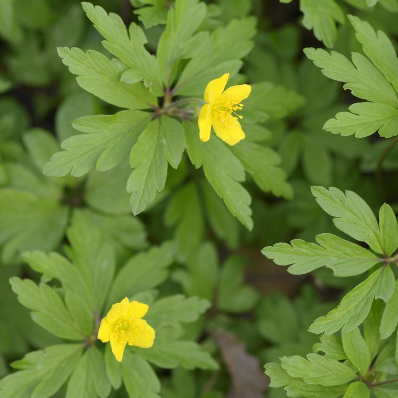 Anemone ranunculoides - Gelbes Windröschen (Laub)