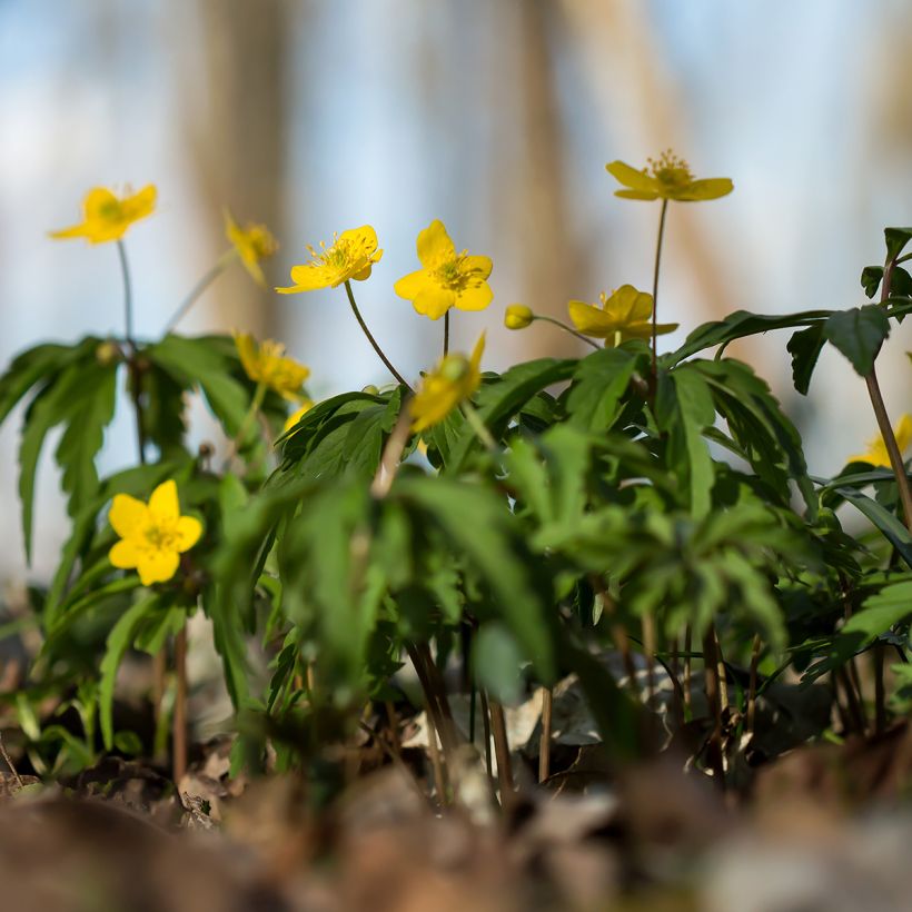 Anemone ranunculoides - Gelbes Windröschen (Hafen)