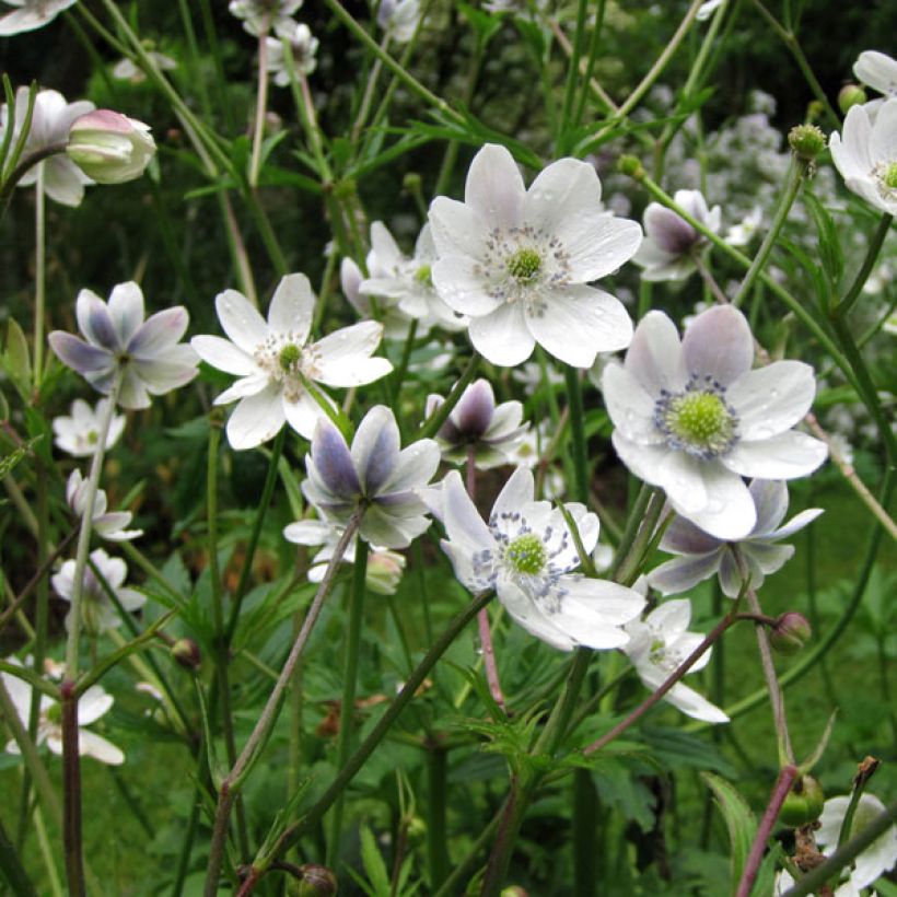 Anemone rivularis - Bach-Anemone (Hafen)