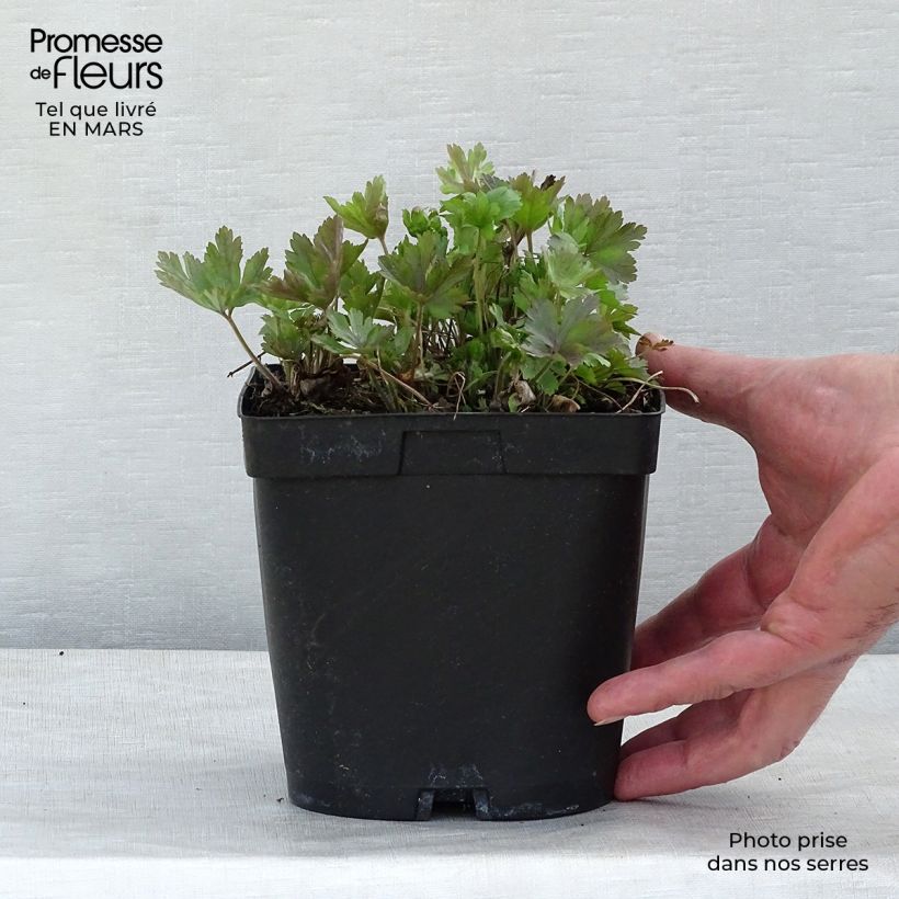 Exemplar von Anémone sauvage - Anemone sylvestris en pot de 2L/3L wie im Winter geliefert